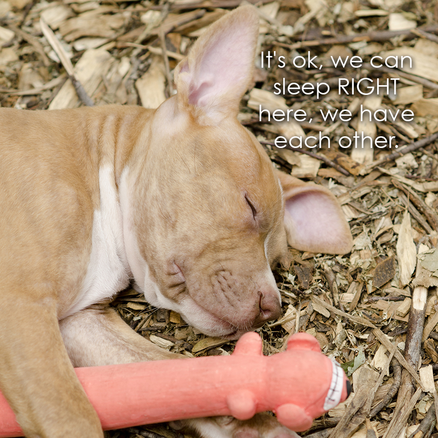 12_11_passed_out_puppy_captioned
