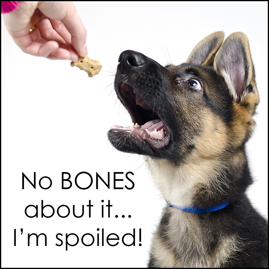 13_01_kodiak_chomp_captioned