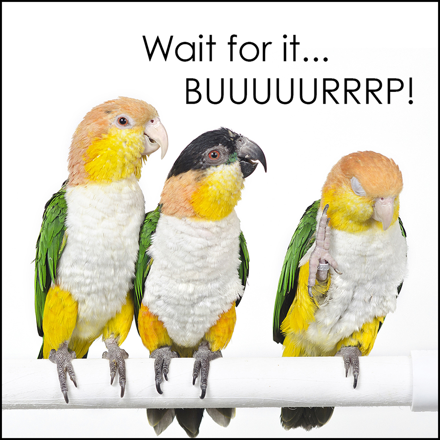 13_02_caique_chat_captioned