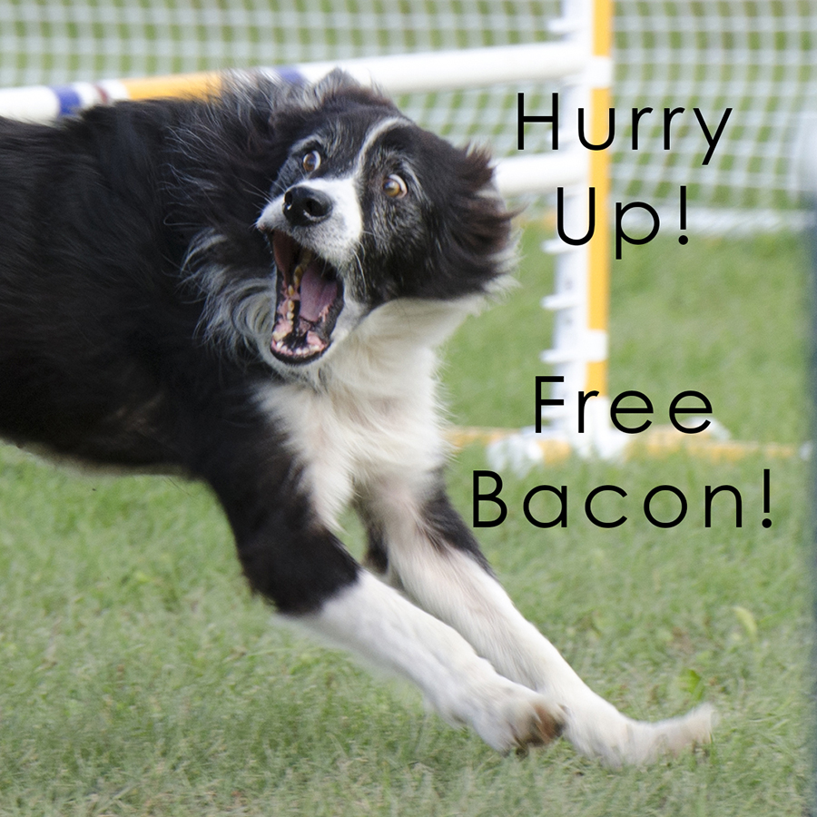 13_05_stockade_agility_barking_dog_captioned