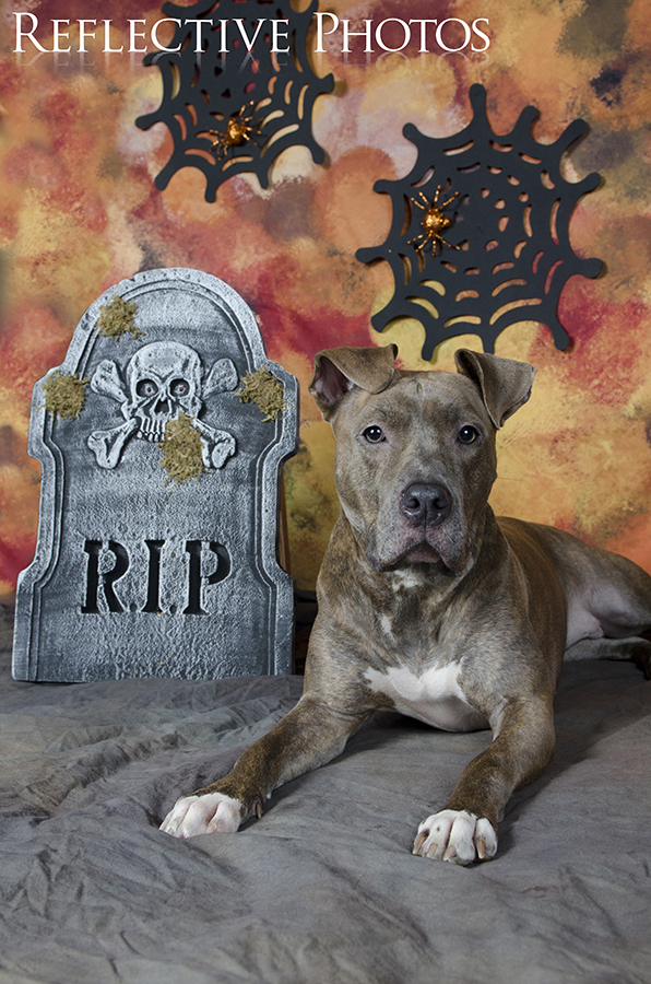 009_gracie_halloween_13_10_07