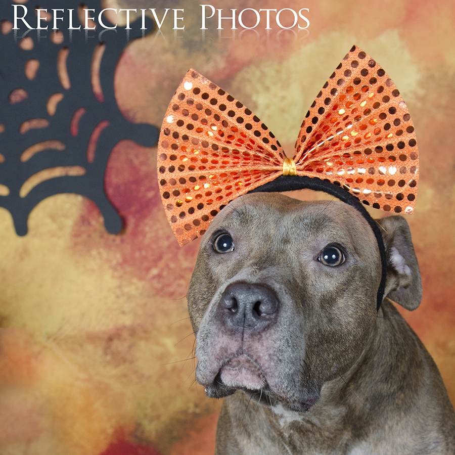 014_sq_gracie_halloween_13_10_07