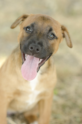 Portrait of a Tan and Black Puppy