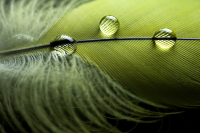 Water Beads Upon a Feather