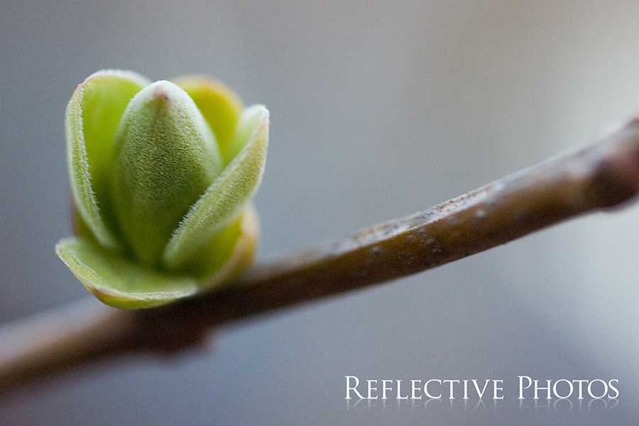 Spring Bud on a Branch