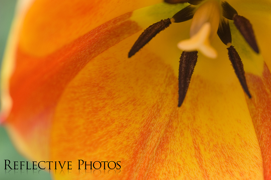 Inside the Yellow Orange Tulip