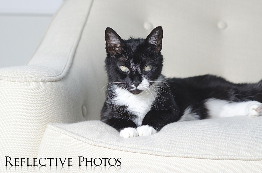 Black and White Cat on White Couch