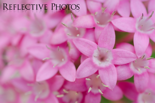 Pink Egyptian Star Flower