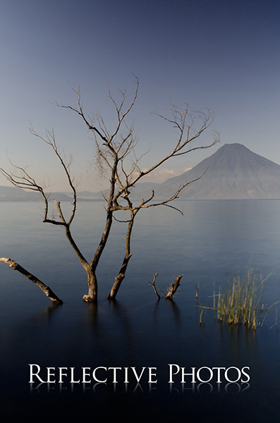 Dead Tree. Tranquilly, Lake Atitlan