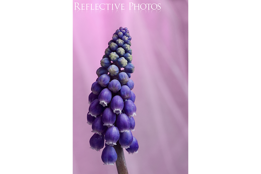 11_04_26_wild_grape_hyacinth copy