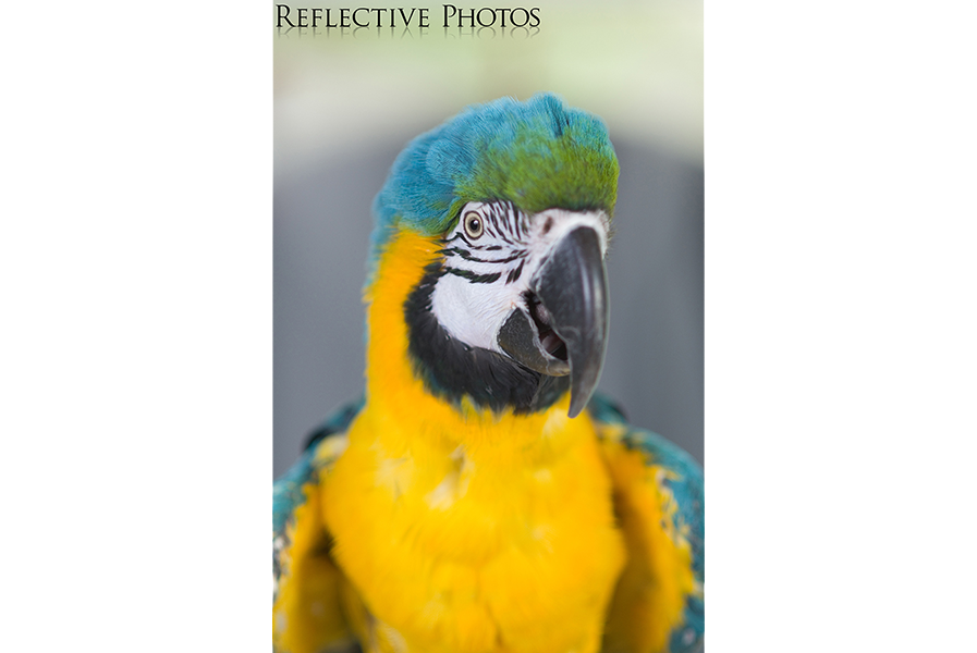 12_03_21_fluffer_blue_and_gold_macaw copy