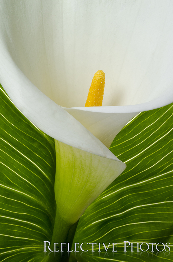 Calla Lily Bursts from Green Leaf