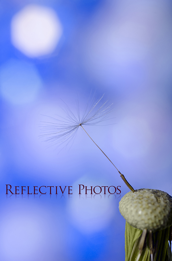 Close up of the last dandelion seed on the stalk.