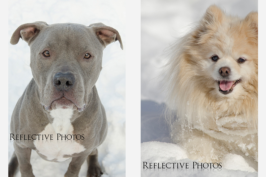 Left: Rocky patiently waiting for his next cookie Right: Pooh Bear treks through snow taller than him