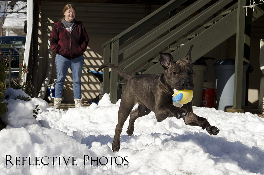 Luna running with her newly captured squeaky as her proud Mom looks on.