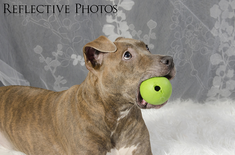 Gracie's favorite toy is this ball she found on the side of the road during one of our walks and brought home. "Ok I posed for the camera, Dad, can we play ball now?"