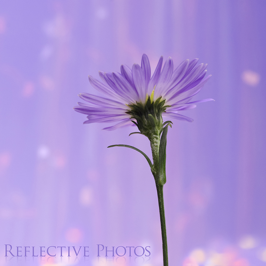 A sparkling downpour of surreal pastel rain showers down on this purple aster flower.