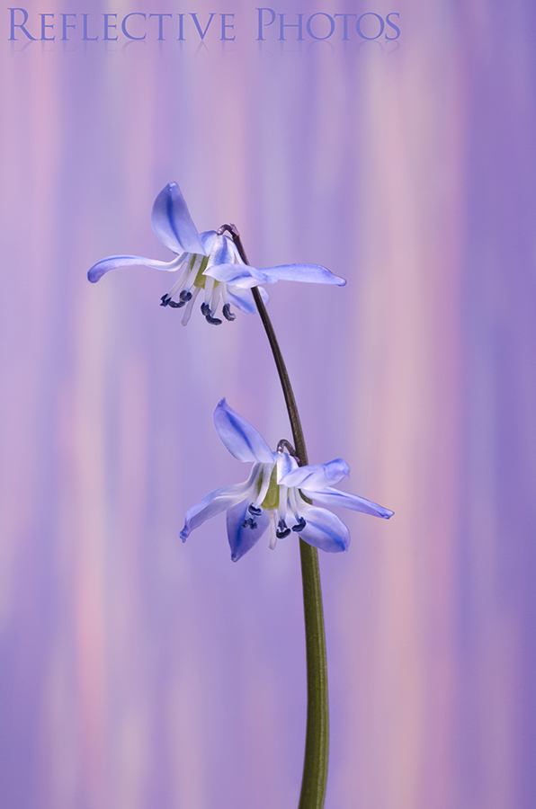 Two siberian squill flowers on a single stalk against an abstract background of surreal pastel rain.