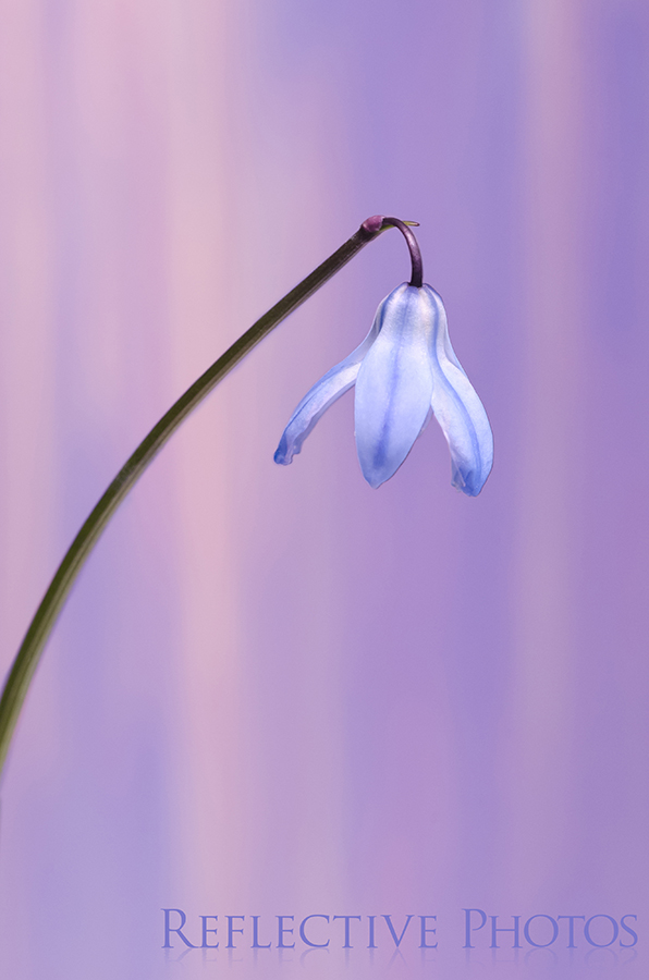A soft surreal rain fills the background of this siberian squill - the blue flower against the warm background, and the street light shape of the flower lead me to create the title of this photo.