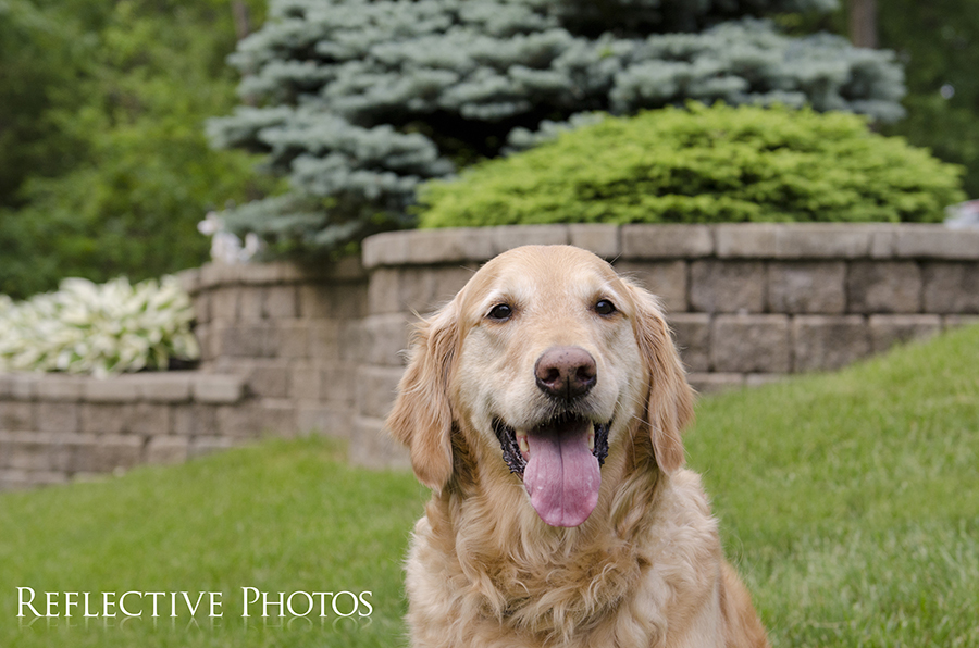 Here's a better look at Allie's adorable face. She's the spunky youngin in the trio.