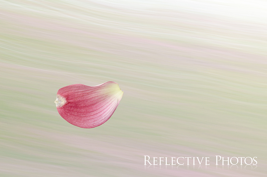 The pink petal from a dogwood tree flies across a green and pink windswept background.