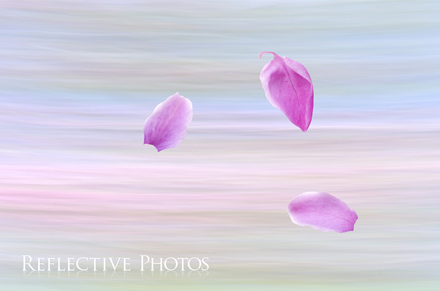 Three pink petals fly away from a redbud tree that has just flowered in spring.