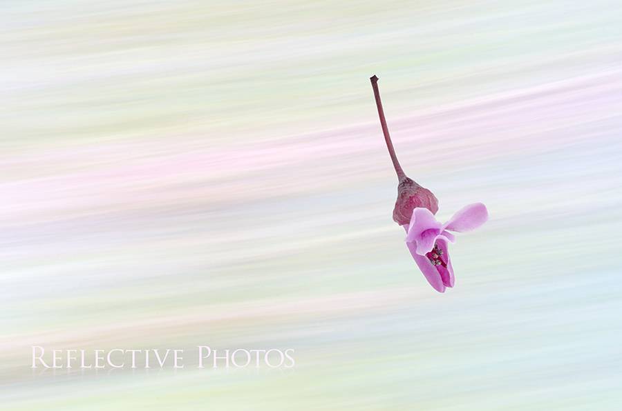 The purple pink flower from a redbud tree flies across a pastel spectrum of spring color in this surreal photo.