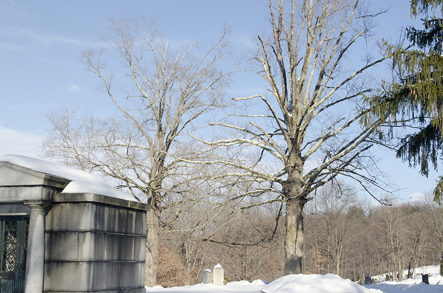 0502_15_02_16-15_15_02_22_frost_n_snow_scenes