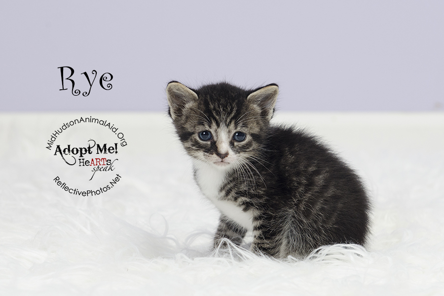 0119_quinoa_foster_cat_n_kittens_the_grainy_bunch_MHAA_16_08_24