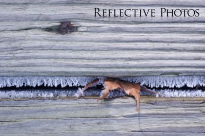 Reflections of an Artist: Fine Art Photography with a Splash of Prose (2) – Jaws of Winter