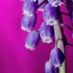 Wild Grape Hyacinth Flowers