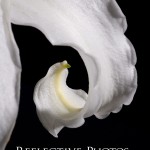 Curling Lily Petal
