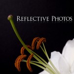 Lily Stamen and Stigma Close Up