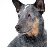 Portrait of an Australian Cattle Dog