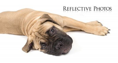 Bullmastiff Puppy on White