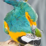 Blue and Gold Macaw Scratches Head