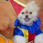Pomeranian Clown