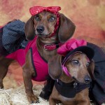 Two Dachshunds Dressed Up