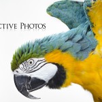 Blue and Gold Macaw Stretches Wings
