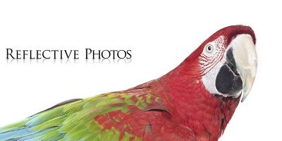 Green-Winged Macaw (wide)