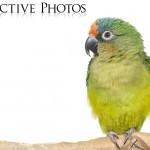 Portrait of a Peach-Fronted Conure (wide)
