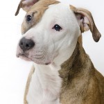 Portrait of a Pitbull