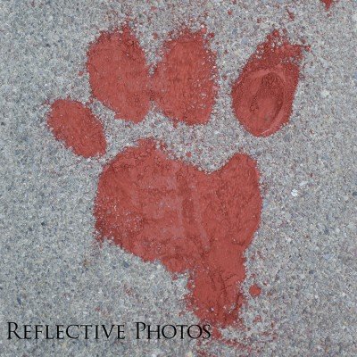 Big Red Pawprint on Pavement