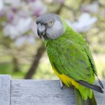 Portrait of a Senegal Parrot