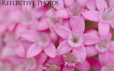 Reflections of an Artist: Fine Art Photography with a Splash of Prose (5) – Egyptian Star Flower