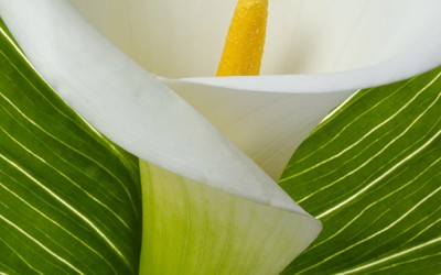 Reflections of an Artist: Fine Art Photography with a Splash of Prose (12) – Calla Lily Bursts from Green Leaf