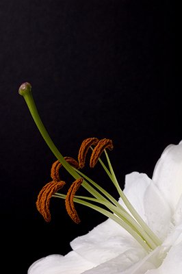 Lily Stamen and Stigma Close up