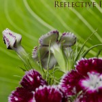 Sweet William Flower Jungle