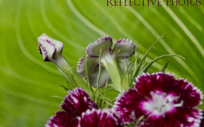 Reflections of an Artist: Fine Art Photography with a Splash of Prose (17) – A Caterpillar’s Eye View