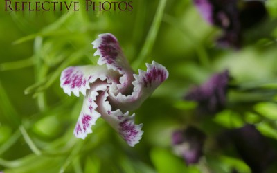 Reflections of an Artist: Fine Art Photography with a Splash of Prose (19) – Withdrawal from Freedom